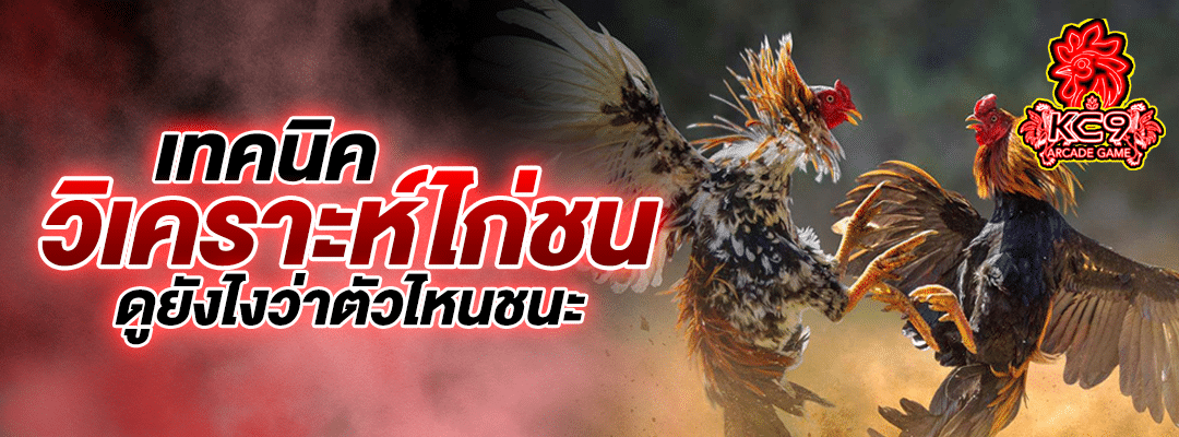 ไก่ชนออนไลน์