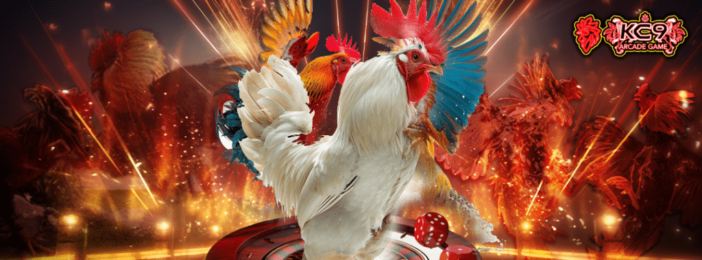 ดูไก่ชนสด