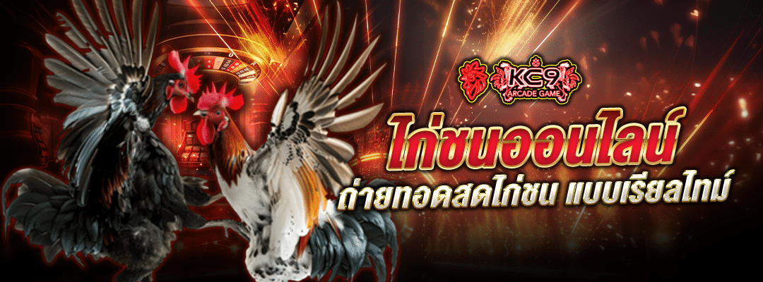 ดูไก่ชนสด