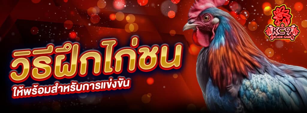 วิธีฝึกไก่ชน