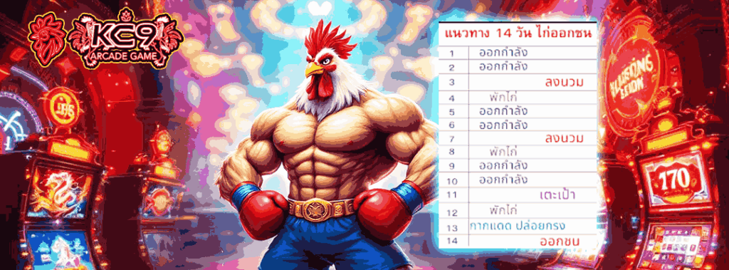 ไก่ชนวันนี้